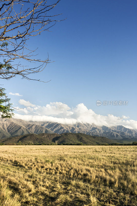 牲畜田，在潮湿的Pampa, Córdoba，阿根廷优良的天然牧场。